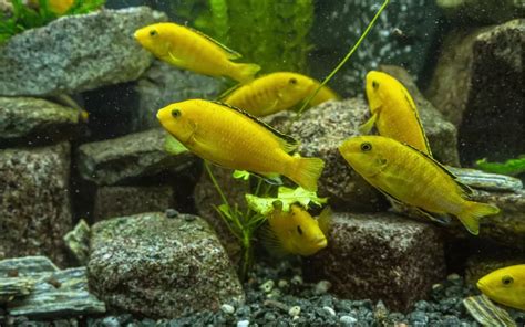 auratus|Auratus cichlid Care Guide: Diet, Tank Mates, .